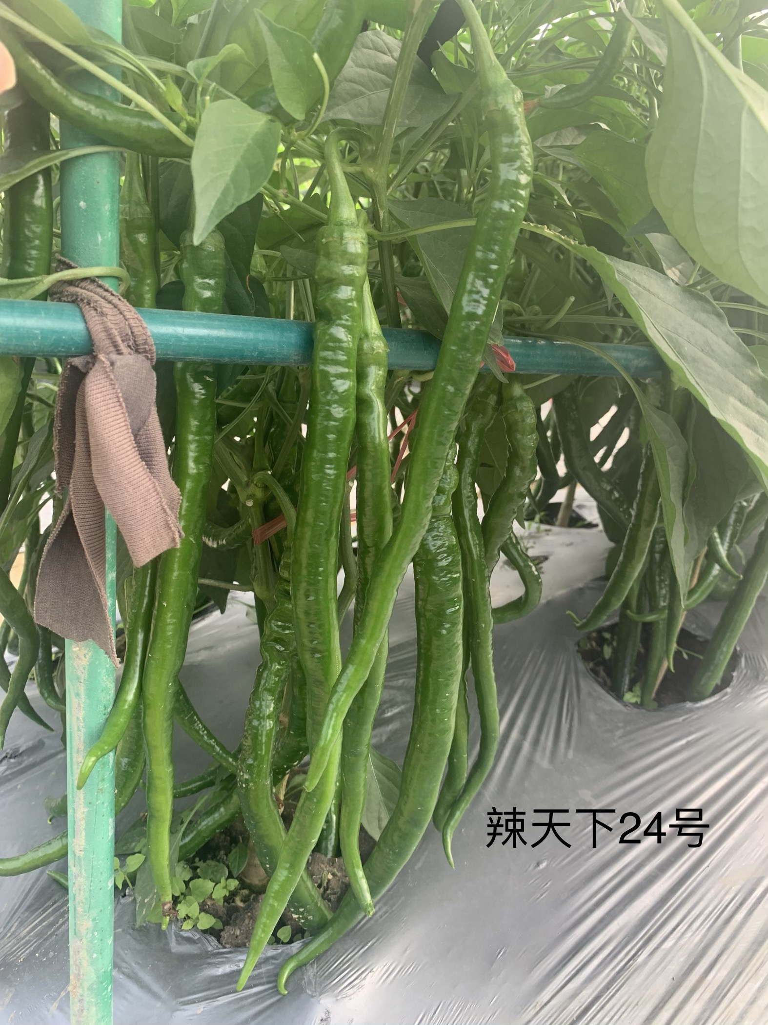 辣天下24號 (4).jpg